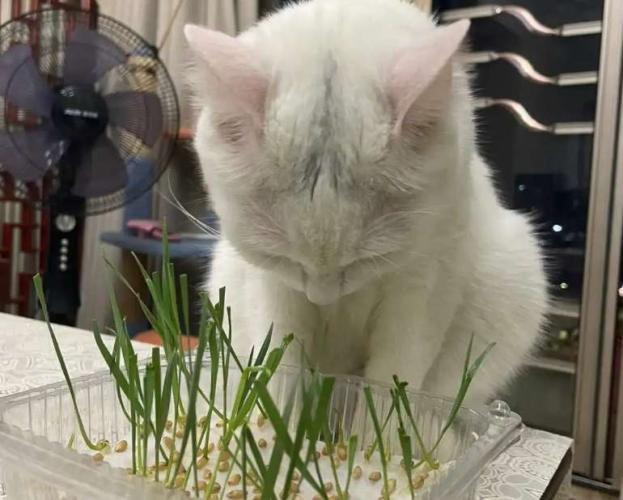 貓草是什麼