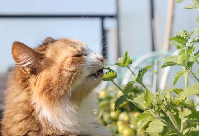 貓 薄荷​