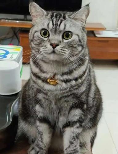 虎斑貓