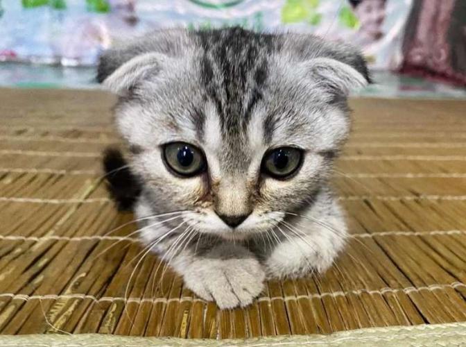 虎斑貓好養嗎