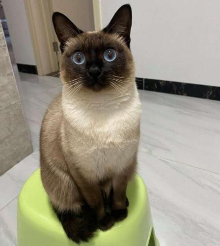 暹羅貓