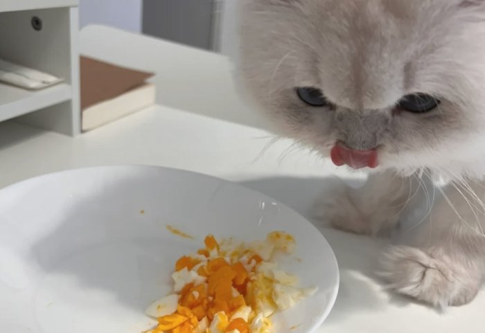 貓吃蛋的好處 貓吃蛋的好處