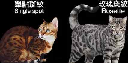 豹貓特徵 豹貓特徵