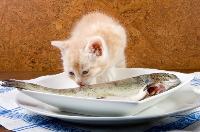 貓 吃 魚