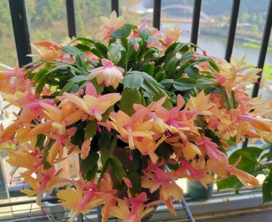 螃蟹蘭花期