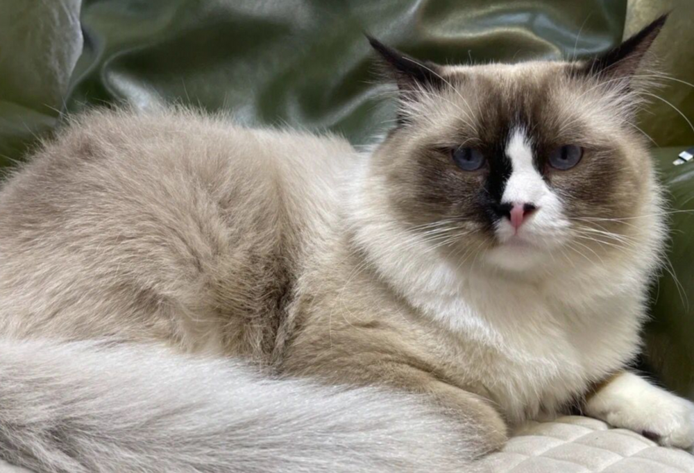 布偶貓壽命：飼主必知的關鍵知識