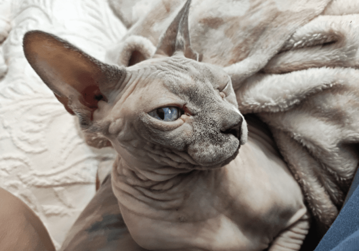 無毛猫長毛