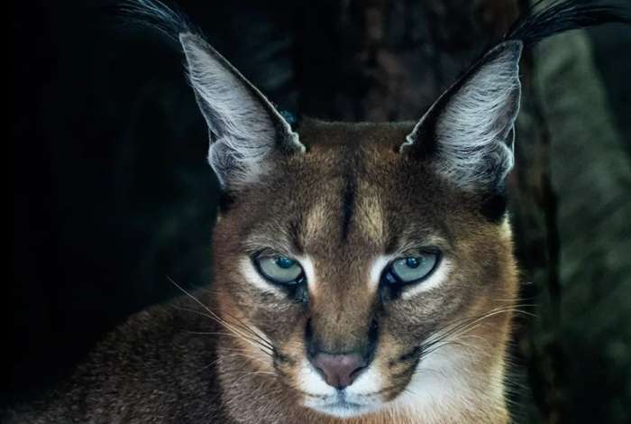 獰貓價格