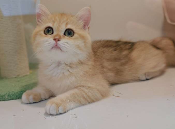 金漸層貓飼養