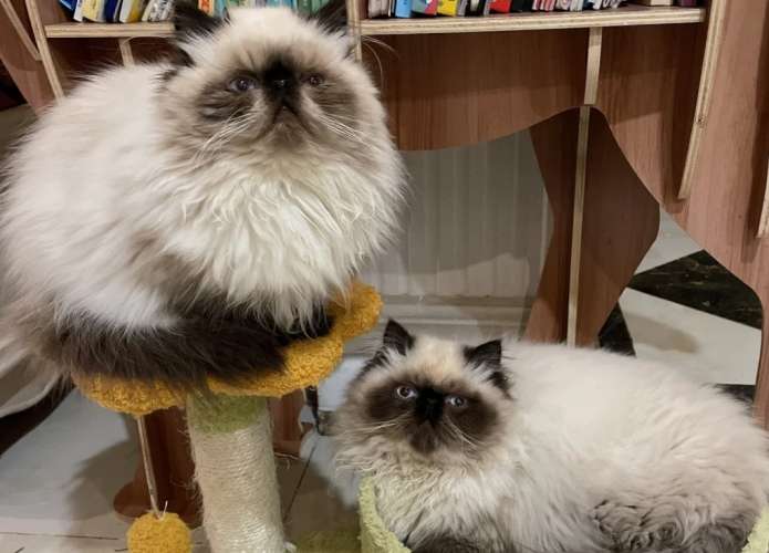 喜馬拉雅貓飼養